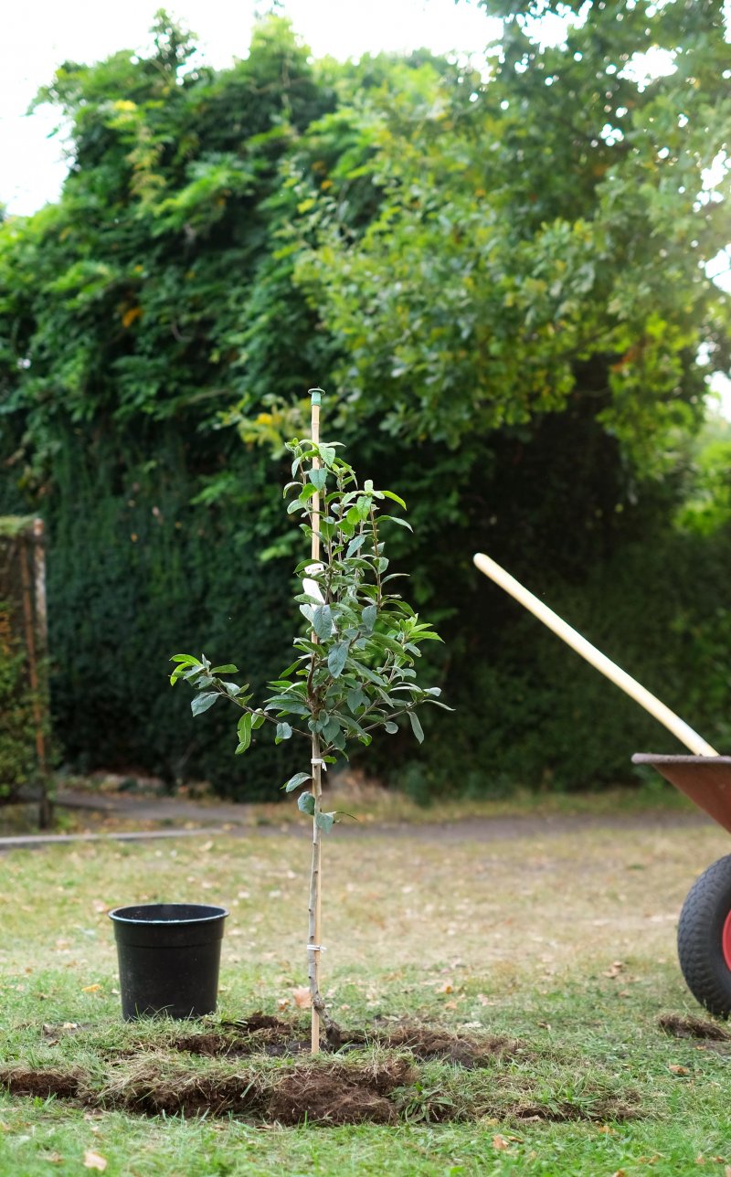 planting of a tree at the Finissage of our exhibition (re)connecting.earth in Berlin together with Christian Hönig - Meret Freisen